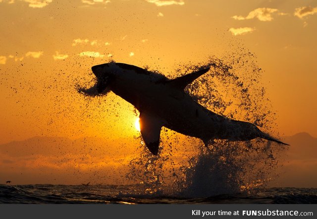 Great White shark jumping out of the water at sunset