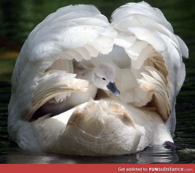 Mother and baby Mute Swans at Abbotsbury Swannery, UK