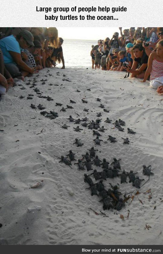 Helping baby turtles into the ocean