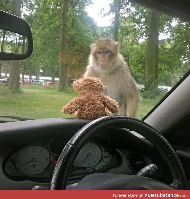 "Went to the safari park today. This monkey had a stare off with my son's teddy bear"