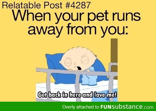 Dammit, cat!