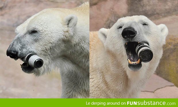 Just a polar bear chomping on a $2100 camera lens