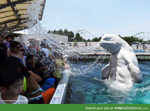 Beluga whales look f*cking weird