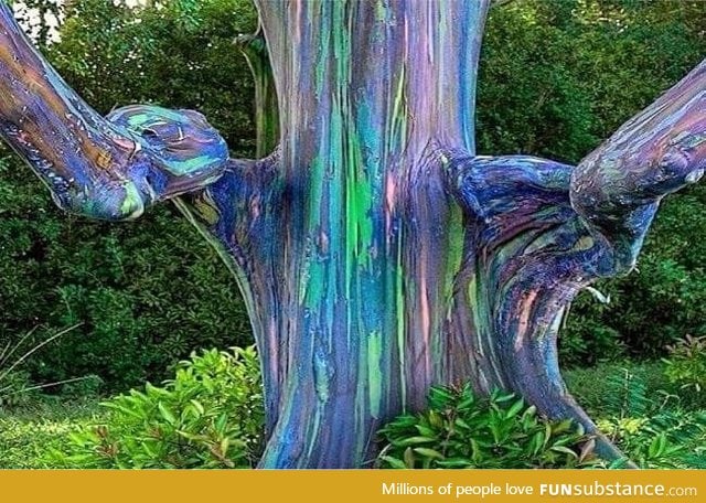 This is called a Rainbow Gum Tree