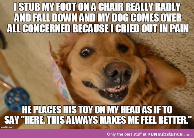 My dog is an asshole. I love him