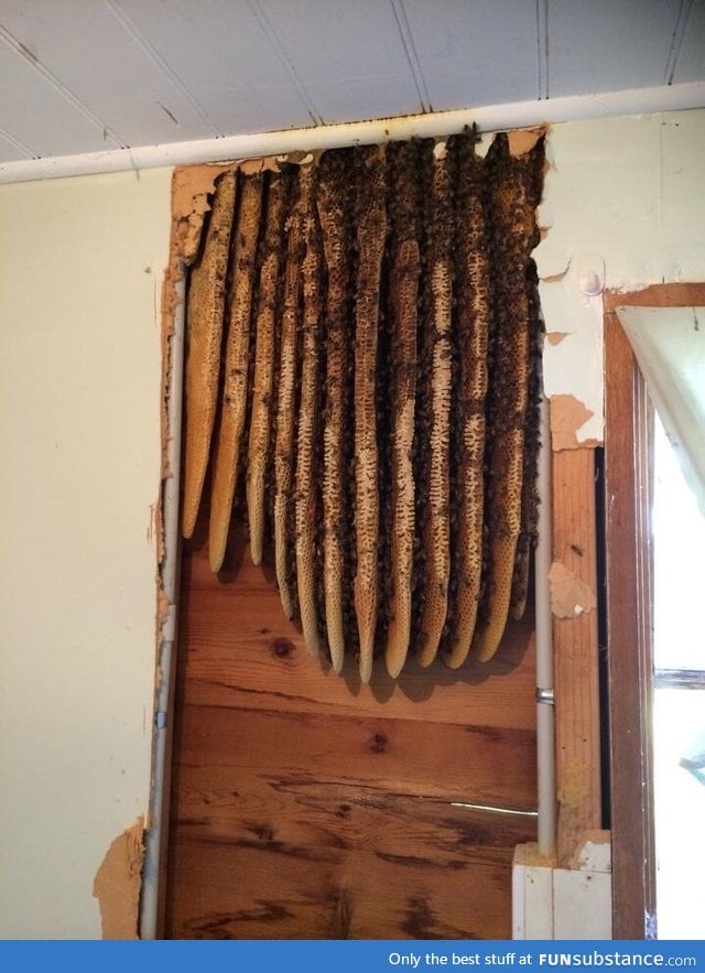 Found a beehive while renovating an old house