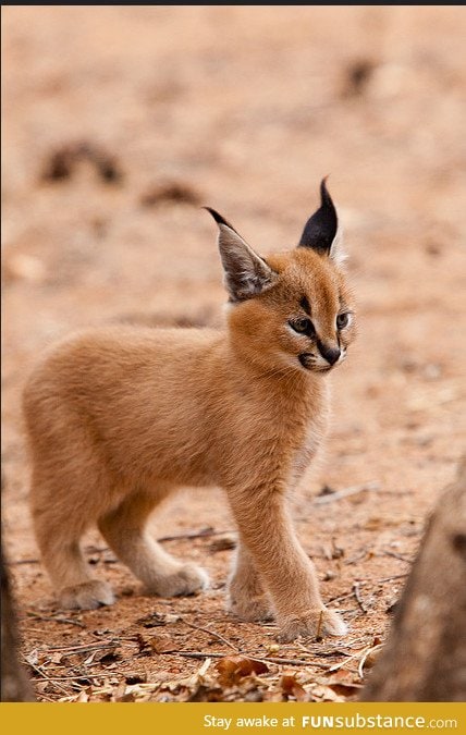 Caracal kitten