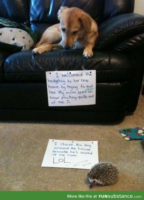 The Dog & the hedgehog