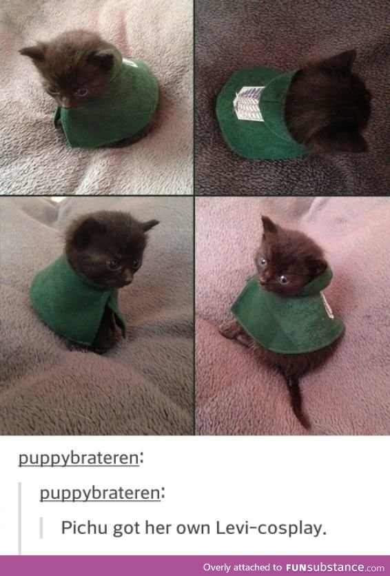 "15 meter Titans, coming our way!" "Meow" "DO YOU THINK THIS IS A f*ckING GAME SOLDIER"