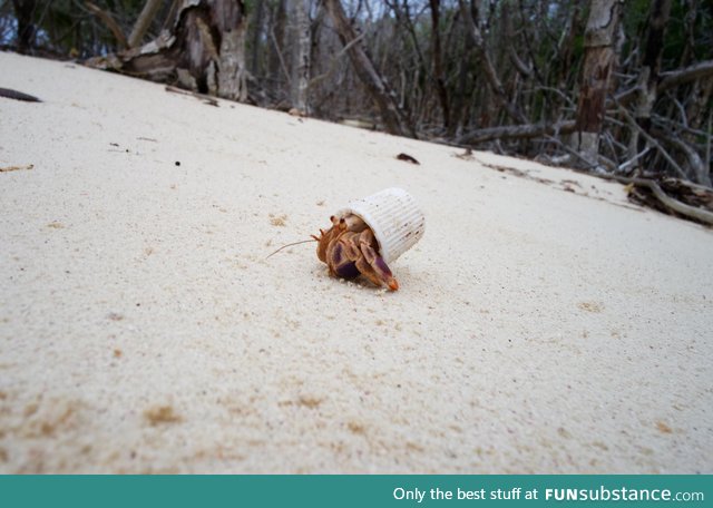 A hermit crab in Cuba using a toothpaste cap as a shell