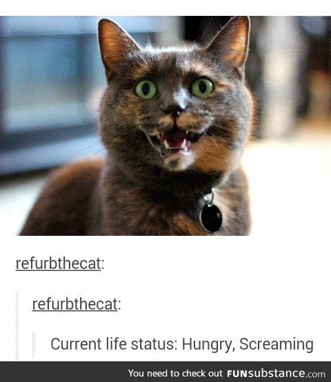 Refurb is my spirit animal