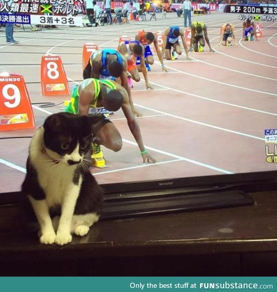 Ready, set, cat!