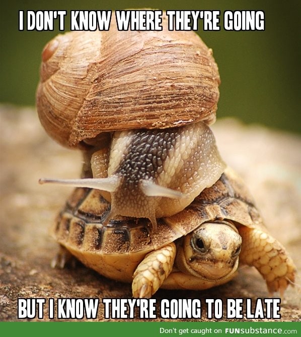 A snail riding a turtle...