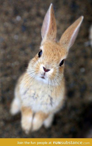 Day 316 of your daily dose of cute: Here at DDOC we grow a wide selection of cute images
