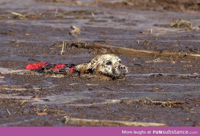 A rescue dog searches for victims of a flash flood in Hildale, Utah