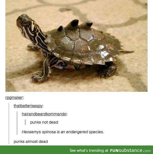 I like turtles