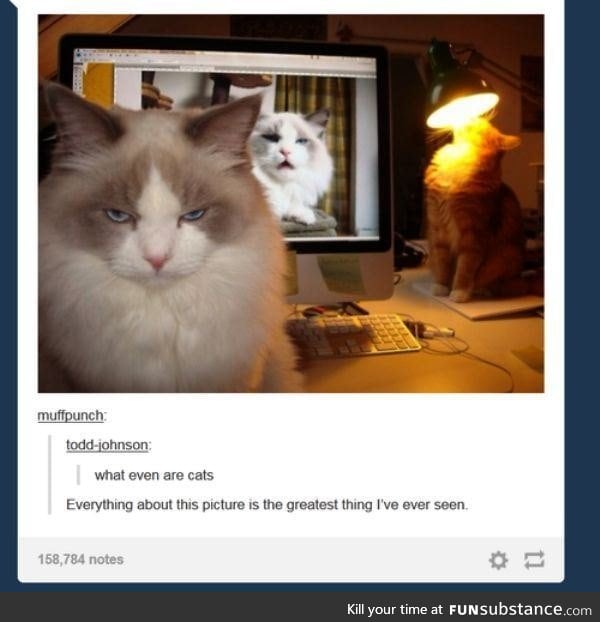Cats all summed up in this one picture