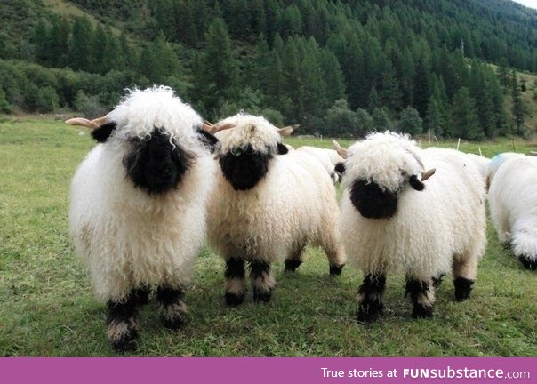 They are so fluffy