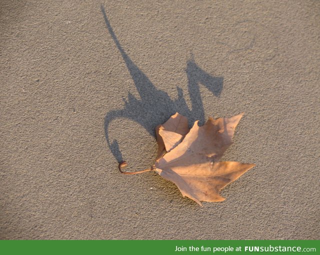 The shadow of this leaf looks like a dragon