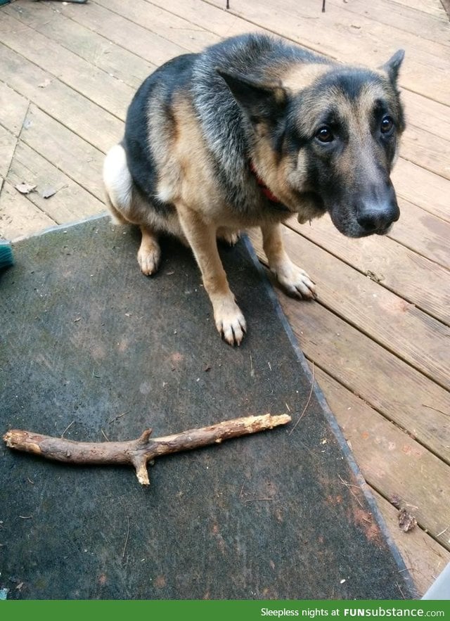 "I told him I wasn't throwing the stick anymore because playtime was over"