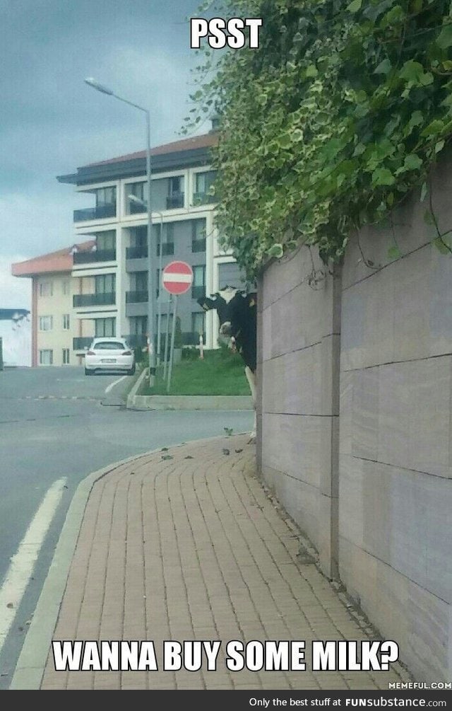 Cow