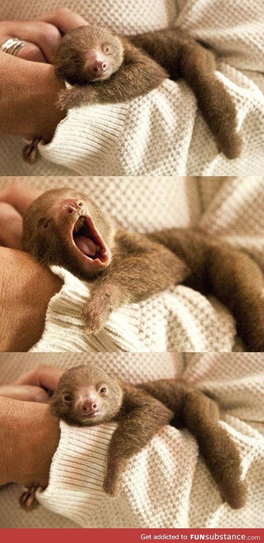 Tiny baby sloth yawning