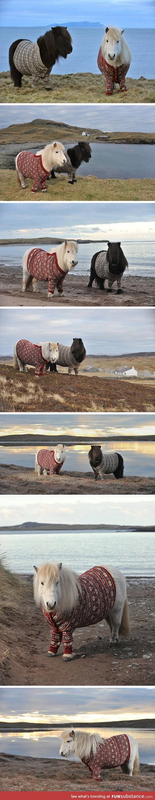 Two cute ponies wearing cardigans