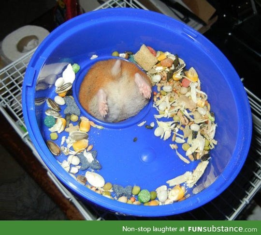 Hamster problems