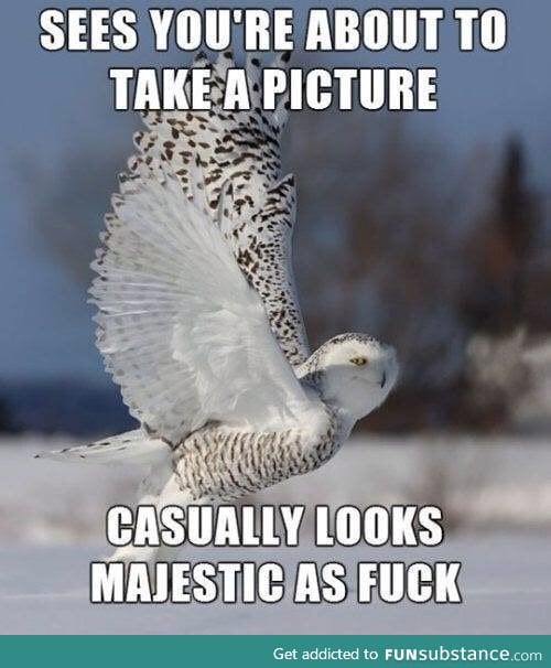 Majestic owl