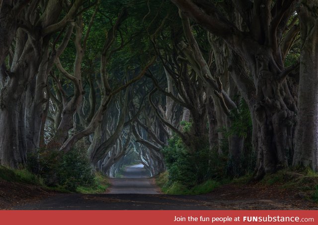 The dark hedges, Ireland