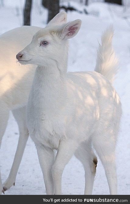 White deer do occur naturally in the wild. They are quite elusive