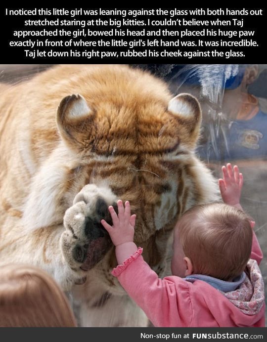 Tiger makes adorable connection with tiny human
