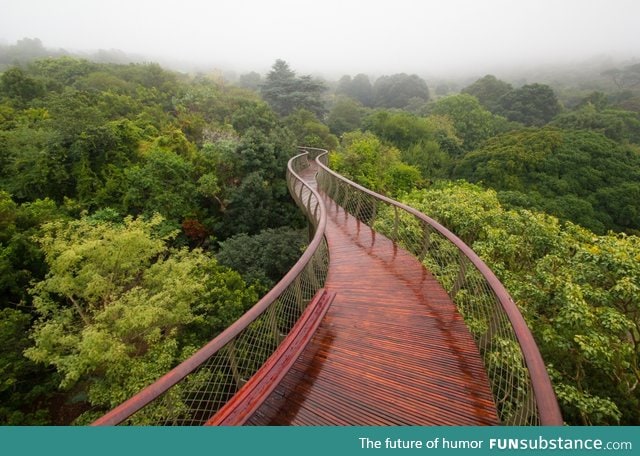 A cool boardwalk on top of trees