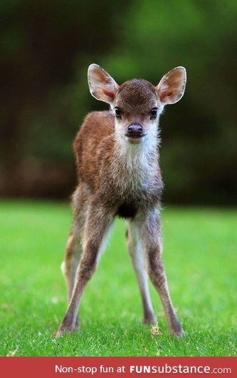 Day 344 of your daily dose of cute: Deer legit make the weirdest noise