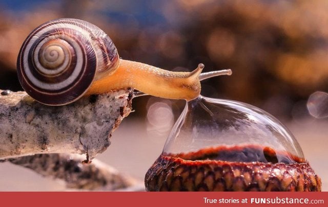 Snail drinking droplet of water