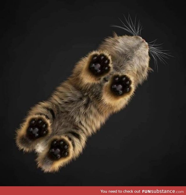 Kitten footsies