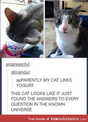 The cat's face says it all