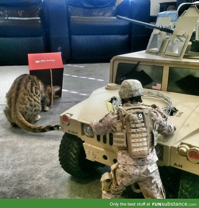 Breaking News: Marines try to capture leopard using box and stick method