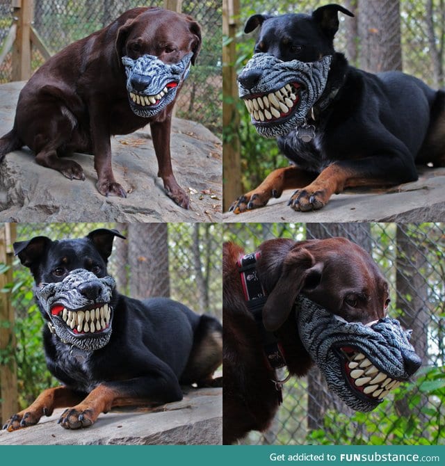 Werewolf dog muzzle for Halloween