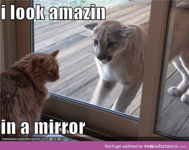 Explains my cat.