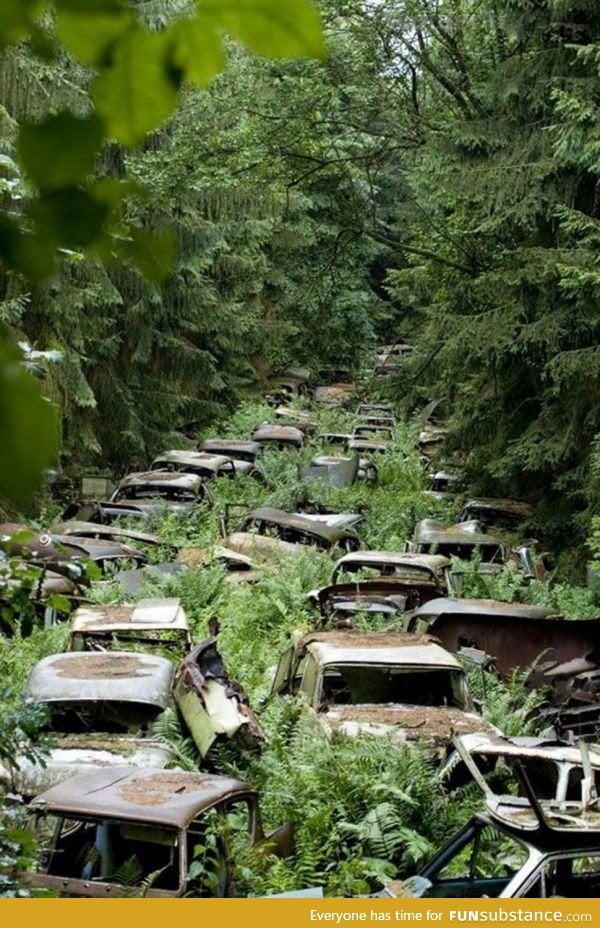 Cars left behind by US servicemen in the Ardennes Forest after WWII