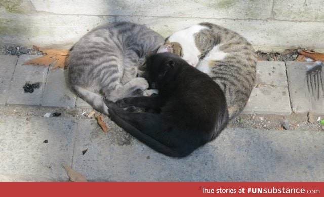 These cats were cuddling in the shape of a heart