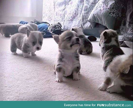 3 week old Corgi pups