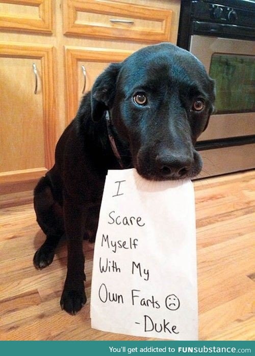 Cute guilty dog