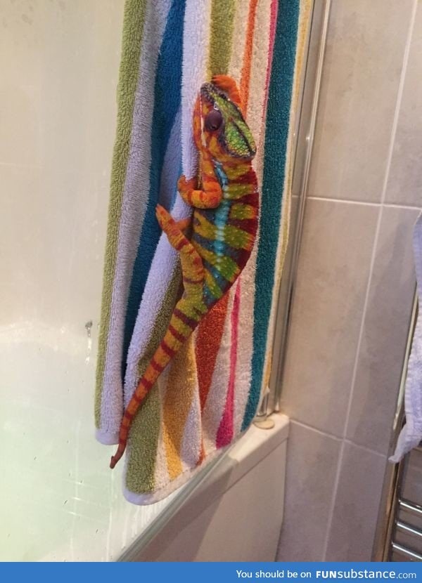 A chameleon!