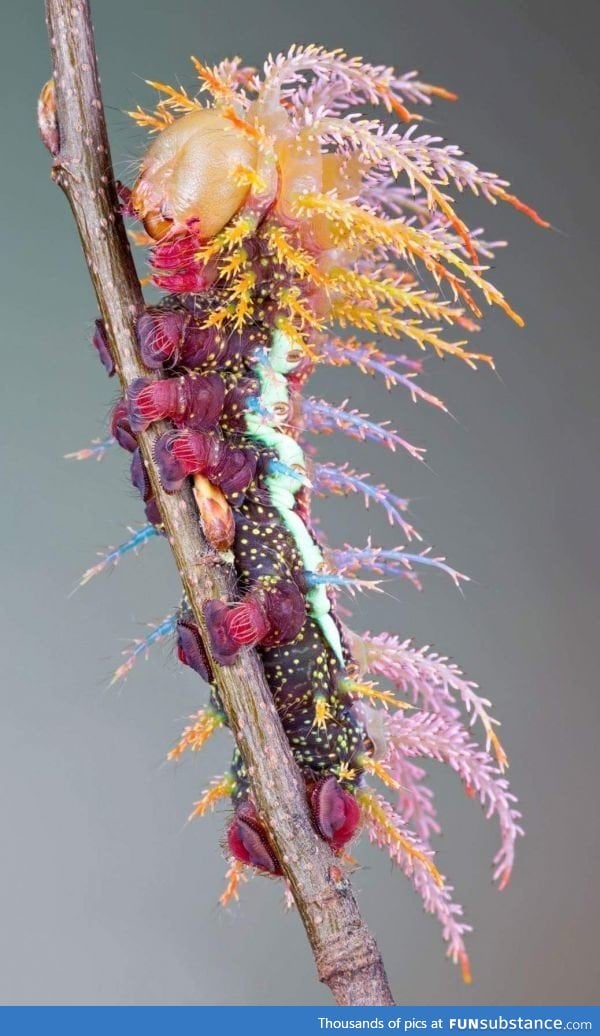 A Saturniidae moth's caterpillar