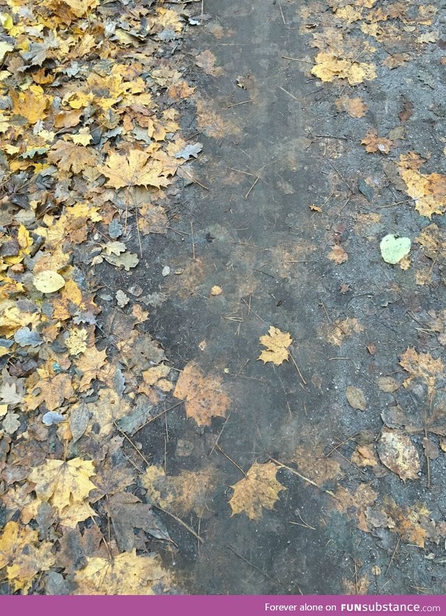 The way the leaves fade into the road