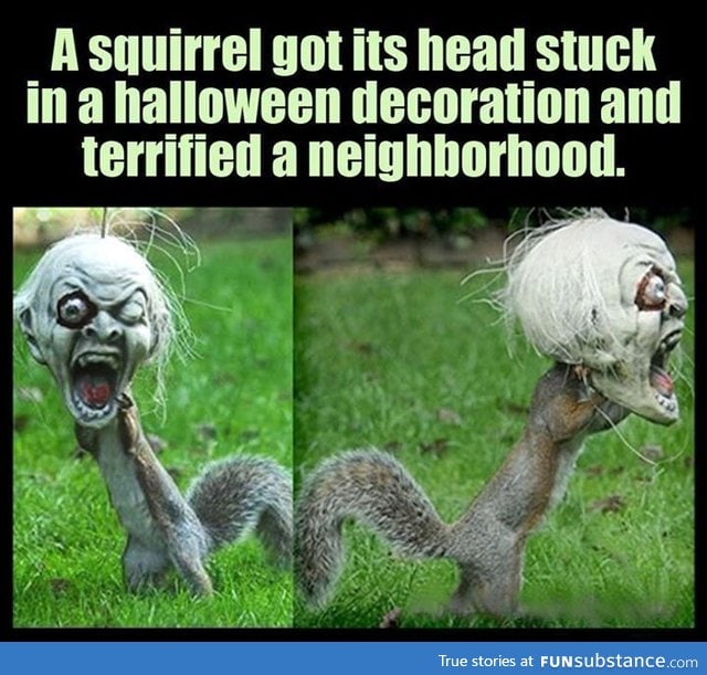 Squirrels are crazy