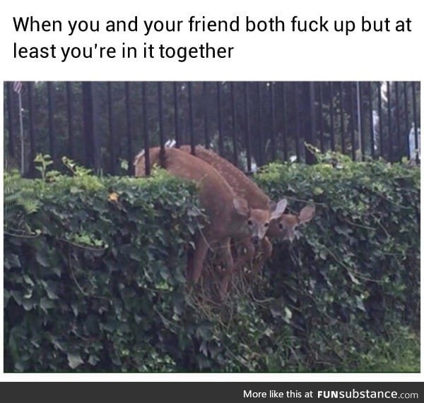 Oh dear