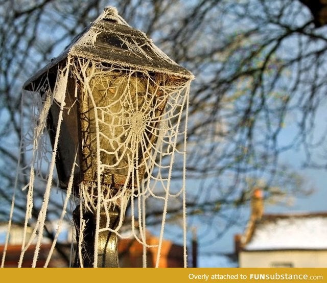 Frosted spider web